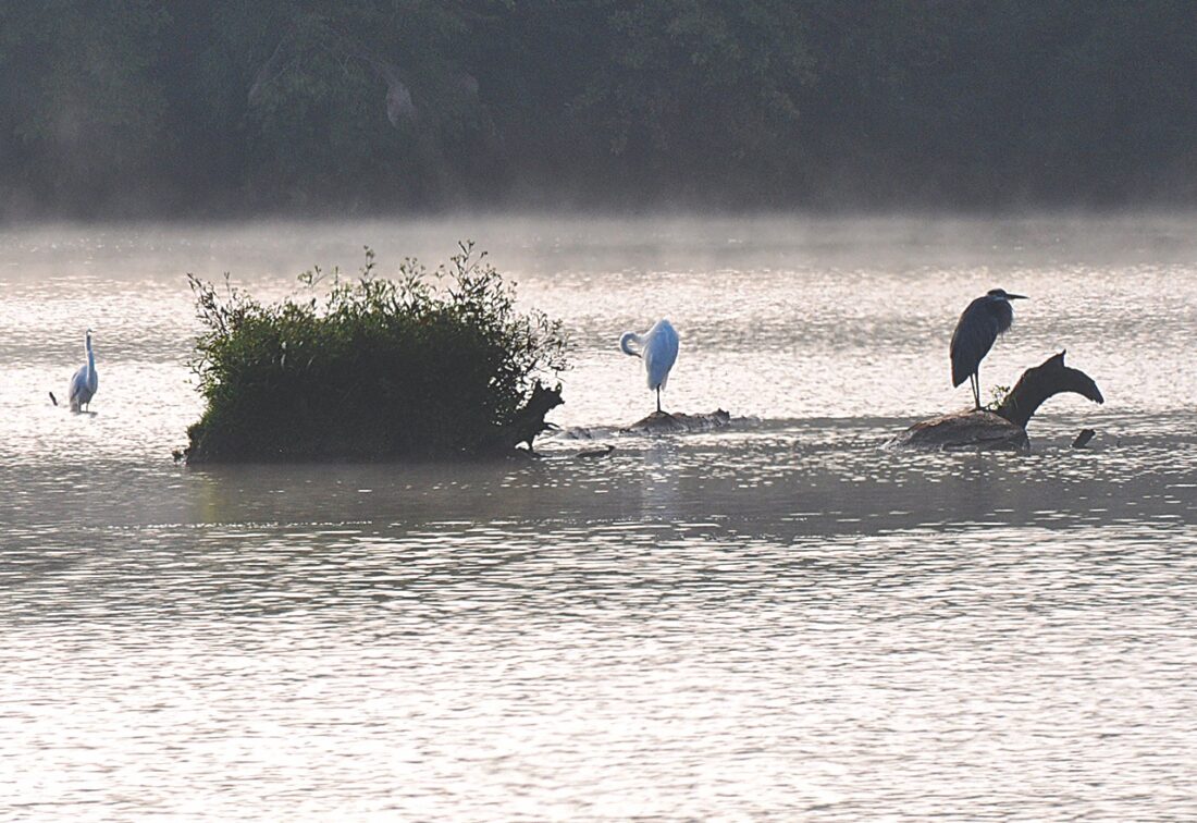 Resting spot News, Sports, Jobs Marietta Times